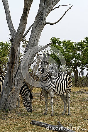 Burchells zebra Close by Stock Photo