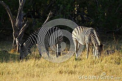 Burchells zebra herd grazing Stock Photo