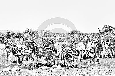 Burchells Zebras and Hartmann Mountain Zebras. Monochrome Stock Photo