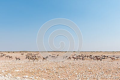 Burchells Zebras, Hartmann Mountain Zebras and oryx Stock Photo