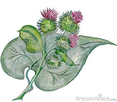 Burdock flowers with green leaf. Watercolor painting. Stock Photo