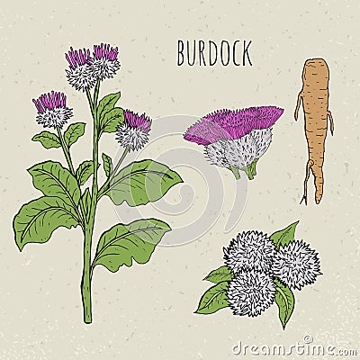 Burdock medical botanical isolated illustration. Plant, root, leaves, blossoming hand drawn set. Vintage sketch colorful Vector Illustration