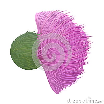 Burdock medical plant isolated on white background Vector Illustration