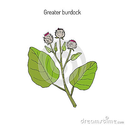 Burdock medicinal plant Vector Illustration