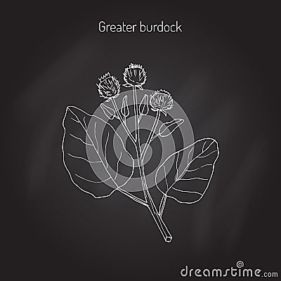 Burdock medicinal plant Vector Illustration