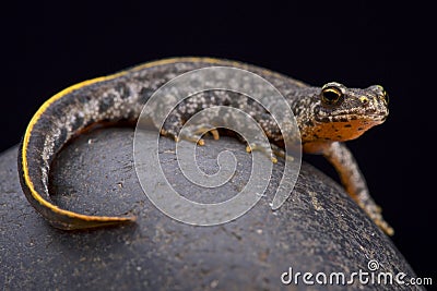 Buresch's crested newt (Triturus ivanbureschi) Stock Photo