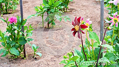 Burgandy colored eight petaled star dahlia Stock Photo