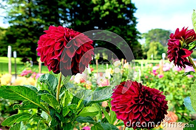 Burgandy pompon or ball dahlias in a garden Stock Photo