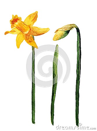 Burgeon and flower of yellow narcissus Stock Photo