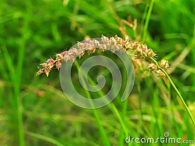 Burgrass or hedgehog grass Stock Photo