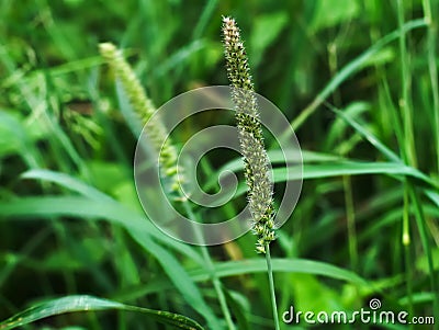 Burgrass or hedgehog grass Stock Photo