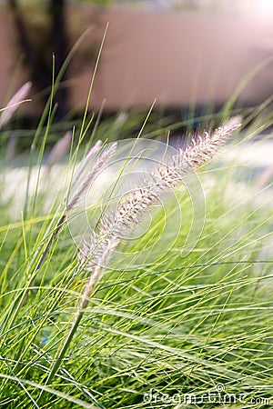 Burgrass on soft blur background with lens flare Stock Photo