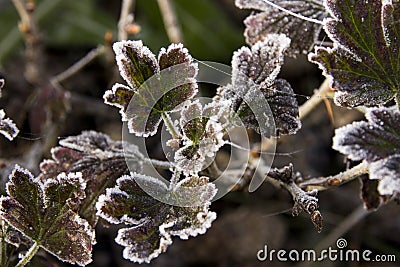 Burgundy-green rosette of gooseberry leaves in white frost Stock Photo
