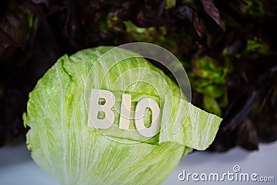 Burgundy, Novita, iceberg lettuce, organic, biological, text, wr Stock Photo