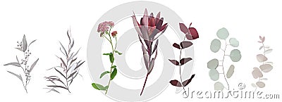 Burgundy red tropical leucadendron, eucalyptus, agonis, oregano flower stems Vector Illustration