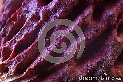 Burgundy texture - peach kernel Stock Photo