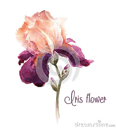 Burgundy watercolor iris flower Vector Illustration