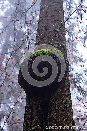 Burl on a pine tree Stock Photo