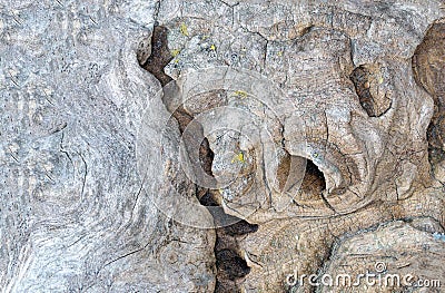 Burl wood in detail with structure Stock Photo