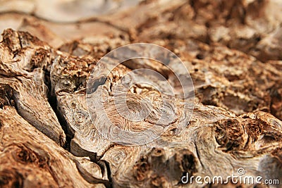 Burl wood grain Stock Photo