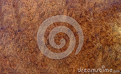 Burl wood striped for Picture prints interior decoration car, Exotic wooden beautiful pattern for crafts or abstract art t Stock Photo