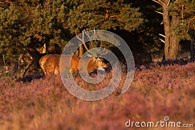 Burling male red-dear Stock Photo