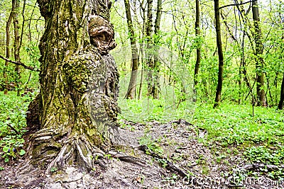 Burls on oak tree trunk in spring day Stock Photo