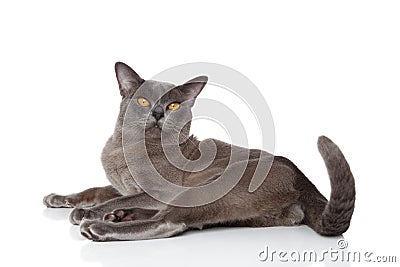 Burma cat lying on white background Stock Photo