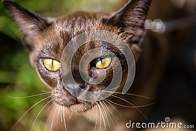 Burma cat walking outside, close-up face of brown cat in backyard garden Stock Photo