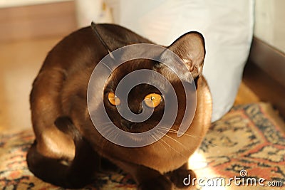 Burman cat. Stock Photo