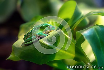 Burmeister's Leaf Frog Stock Photo