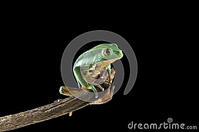 Burmeisters leaf frog and common walking leaf frog isolated on black background Stock Photo