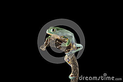 Burmeisters leaf frog and common walking leaf frog isolated on black background Stock Photo