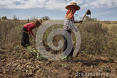 Burmese Agriculture - Myanmar Editorial Stock Photo