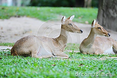 Burmese brow-antlered deer Stock Photo