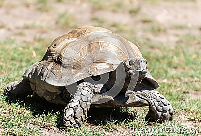 Burmese Brown Tortoise Manouria emys emys Stock Photo