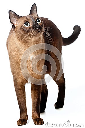 Burmese Cat Stock Photo