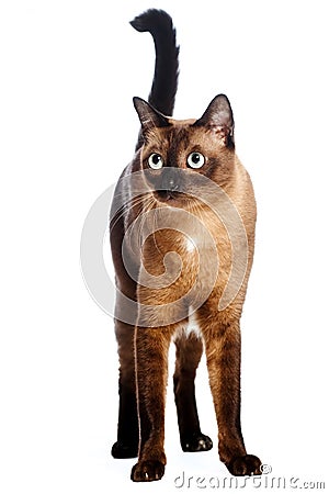 Burmese Cat Stock Photo