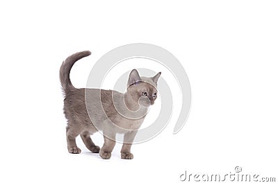 Burmese cat Stock Photo