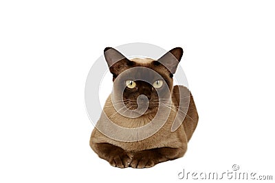 Burmese cat Stock Photo