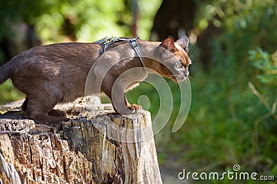 Burmese cat with leash walking outside. Burma cat wearing harness plays on dry wood in summer park Stock Photo