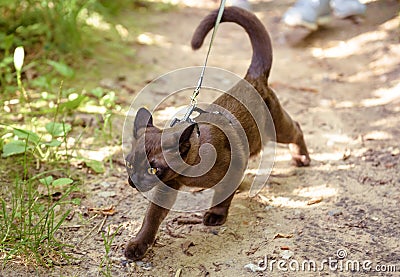 Burmese cat with leash walking outside, collared pet wandering outdoor adventure Stock Photo