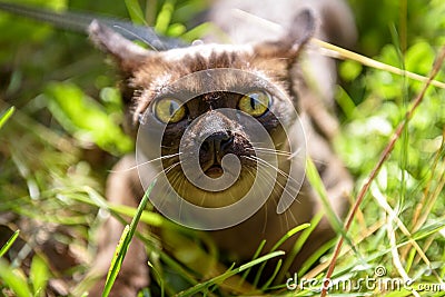 Burmese cat looks at camera scared in park or garden, close-up face of playful kitten wandering outside Stock Photo