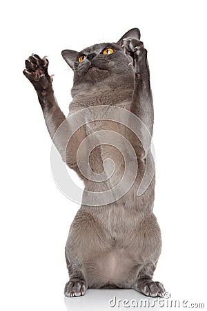 Burmese cat pulls paws Stock Photo