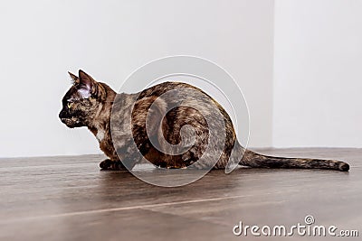 Burmese cat sitting on floor. Side view. Stock Photo