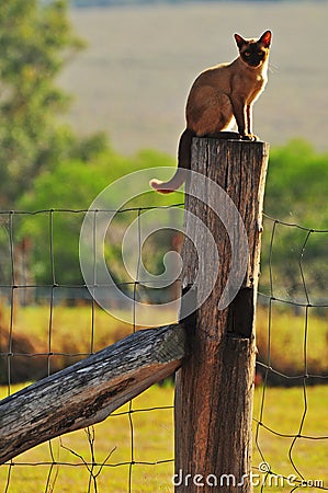 Burmese farm cat sitting on top of fence post Stock Photo