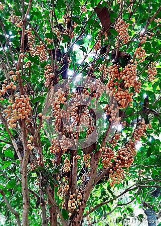 Burmese Grape Baccaurea Ramiflora on the Tree Stock Photo