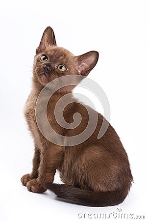 Burmese kitten Stock Photo