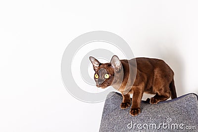 Burmese kitten chocolate color ready to jump. Stock Photo