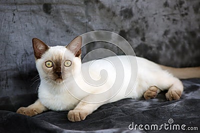 Burmese kitten Stock Photo